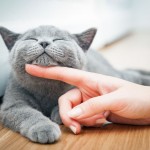 Tczew - Przysmaki dla kota - kiedy są najlepszym wyborem?