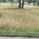 Tczew - Prośba o skoszenie trawy