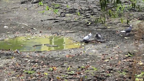 Tczew - Ruszają działania ratunkowe dla stawku na Bajkowym