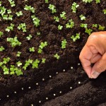 Tczew - Perfekcyjny ogród z nasion: Sprawdzone techniki i porady krok po kroku
