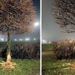 Tczew - Bobry próbują ścinać nadwiślańskie drzewa