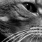 Tczew - Choroba kotów. O czym muszą pamiętać właściciele?