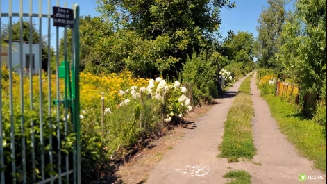 Tczew - Czekają pieniądze dla działkowców