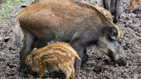 Tczew - Afrykański Pomór Świń (ASF). Ognisko w powiecie tczewskim