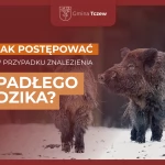 Tczew - Jak postępować po znalezieniu padłego dzika?