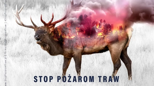 Tczew - Zaczęło się! Aż 11 strażackich wyjazdów do pożarów traw